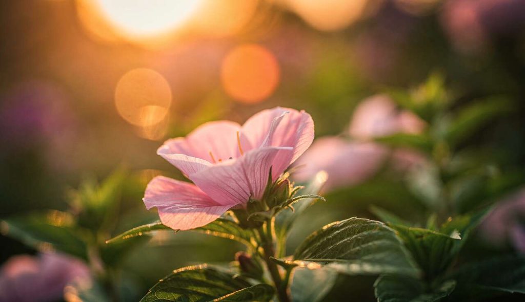 Comment réussir un bokeh de manière optimale ?