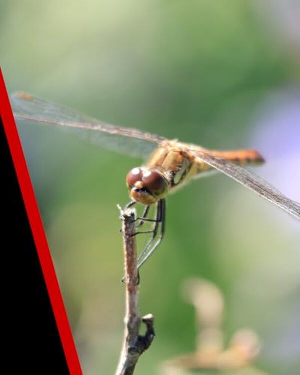 Découvrez les performances du zoom stabilisé Canon RF-S 55-210 mm : un allié idéal pour photographier la faune et les sports grâce à sa qualité et sa stabilité inégalées