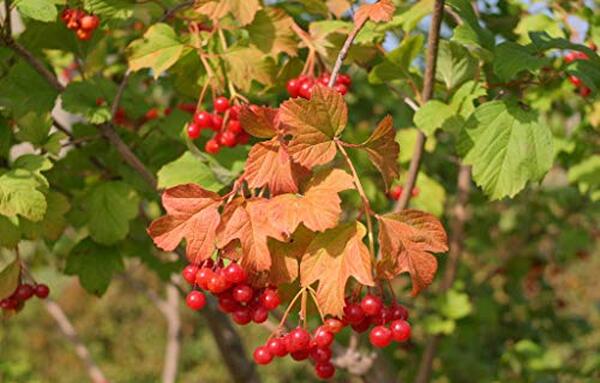 Découvrez l'objectif yongnuo 35 mm pour canon dslr : performance, qualité optique et prix accessible.isez notre test complet pour savoir si cet objectif convient à votre photographie.