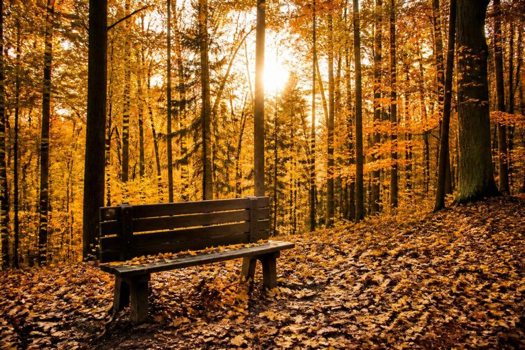 5 astuces pour photographier l'automne