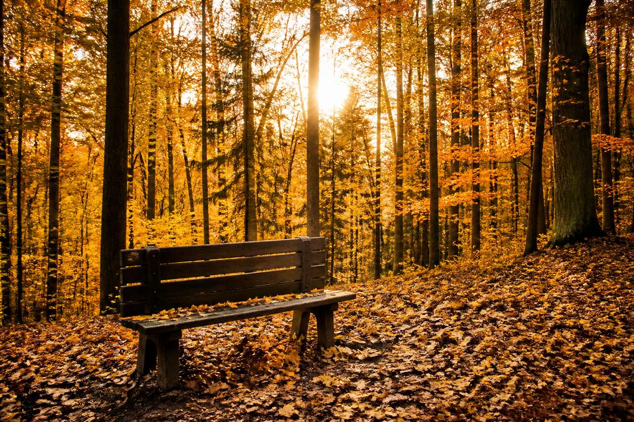 5 astuces pour photographier l'automne