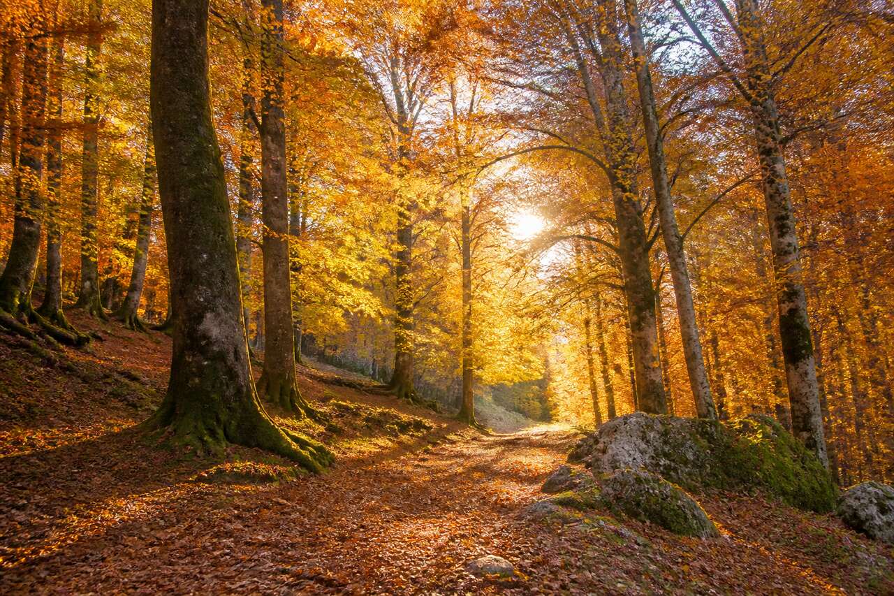Lire la lumière d’automne et choisir le bon moment Lire la lumière d’automne et choisir le bon moment