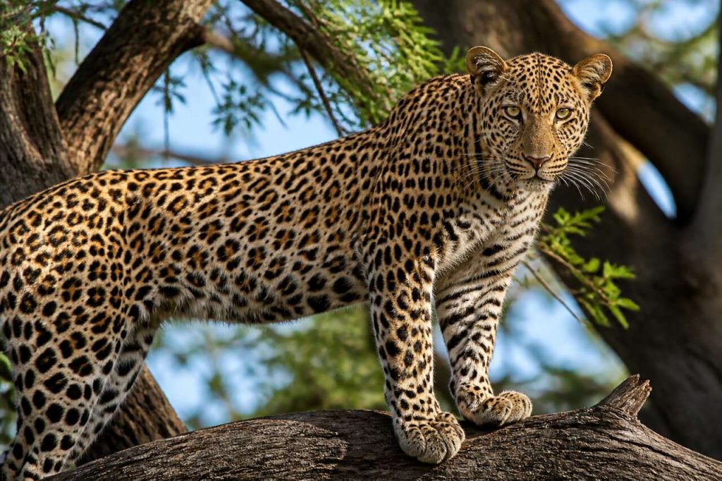 Retouche d'un léopard dans Lightroom : vidéo complète