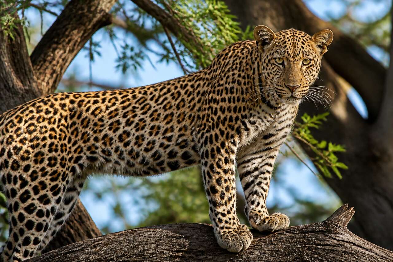 Retouche d'un léopard dans Lightroom : vidéo complète